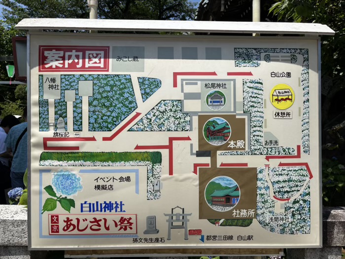 文京区　白山神社　あじさいまつり
