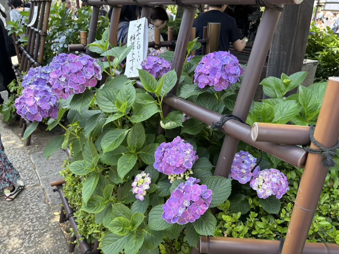 文京区 白山神社 あじさいまつり アジサイの開花状況