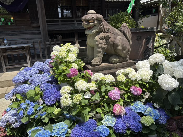 文京区　白山神社　あじさいまつり