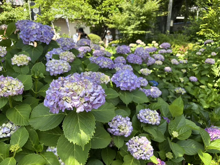 文京区 白山神社 あじさいまつり アジサイの開花状況