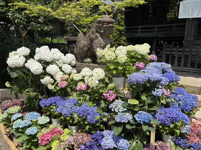 文京区　白山神社　あじさいまつり　狛犬