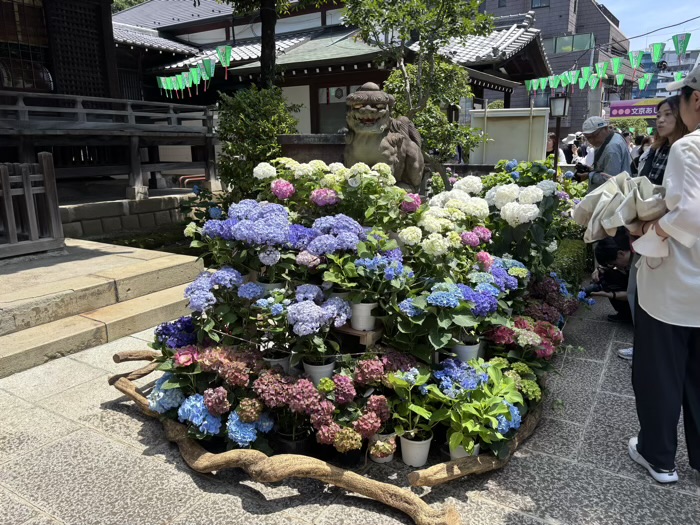 文京区　白山神社　あじさいまつり　狛犬