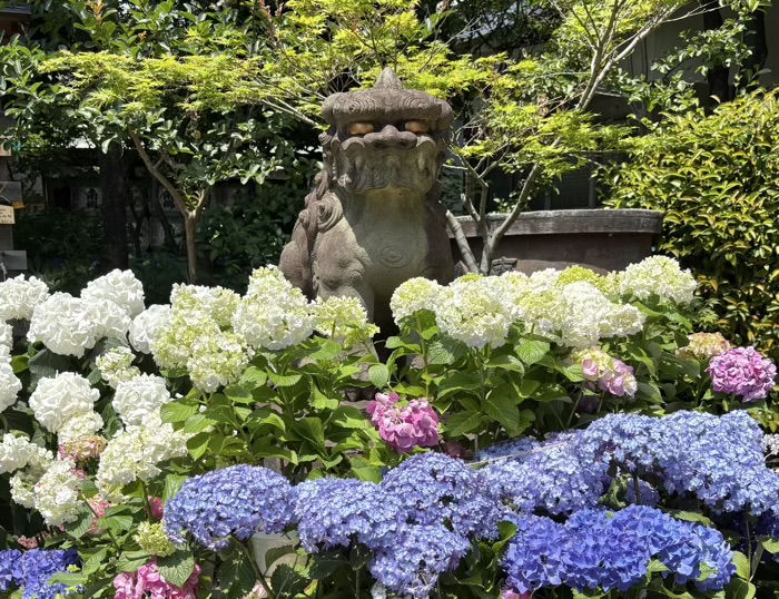 文京区　白山神社　あじさいまつり　狛犬