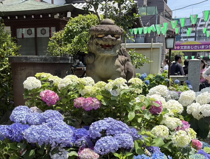 文京区　白山神社　あじさいまつり　狛犬