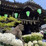 文京区　白山神社　あじさいまつり