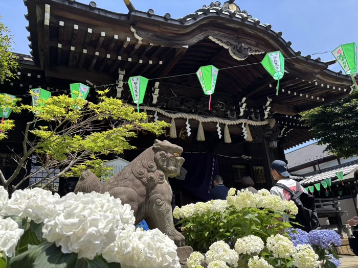 文京区　白山神社　あじさいまつり