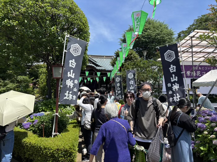 文京区　白山神社　あじさいまつり