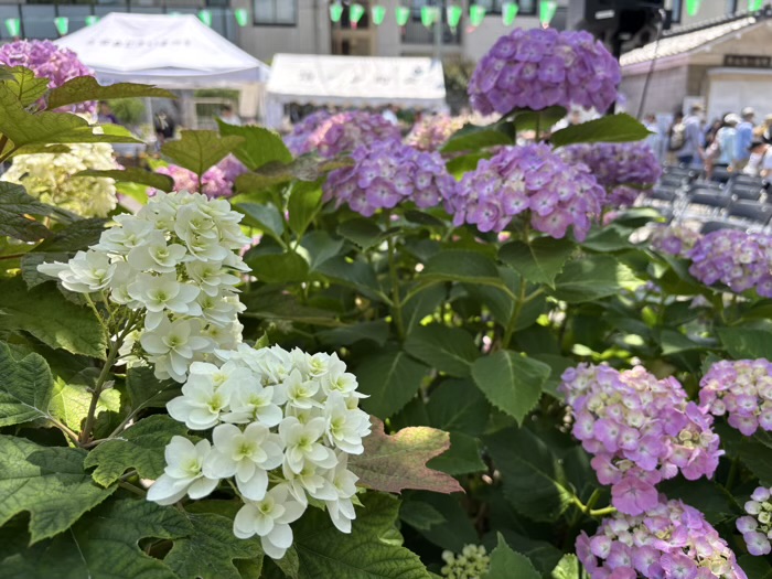 文京区 白山神社 あじさいまつり アジサイの開花状況