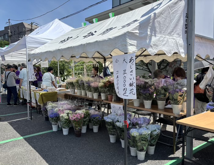 文京区　白山神社　あじさいまつり　屋台（模擬店）