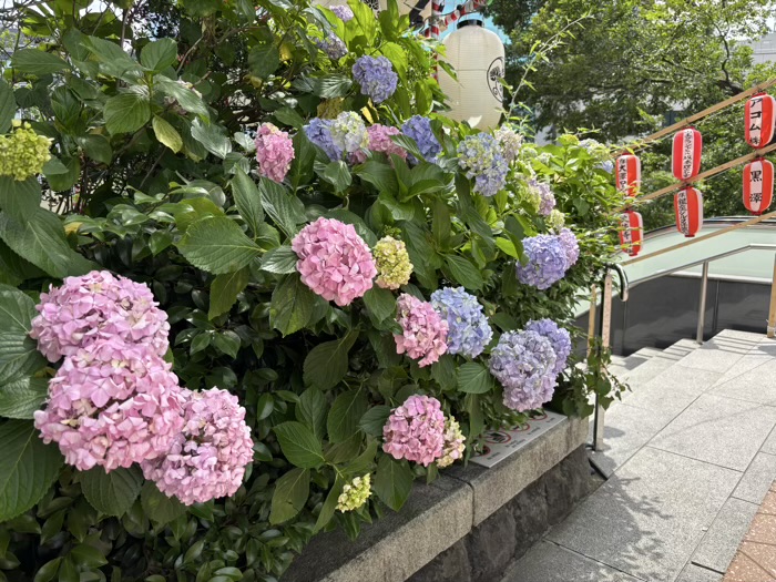 赤坂 日枝神社 山王祭