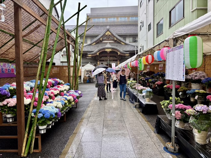 台東区　長國寺　いきいきあじさい祭