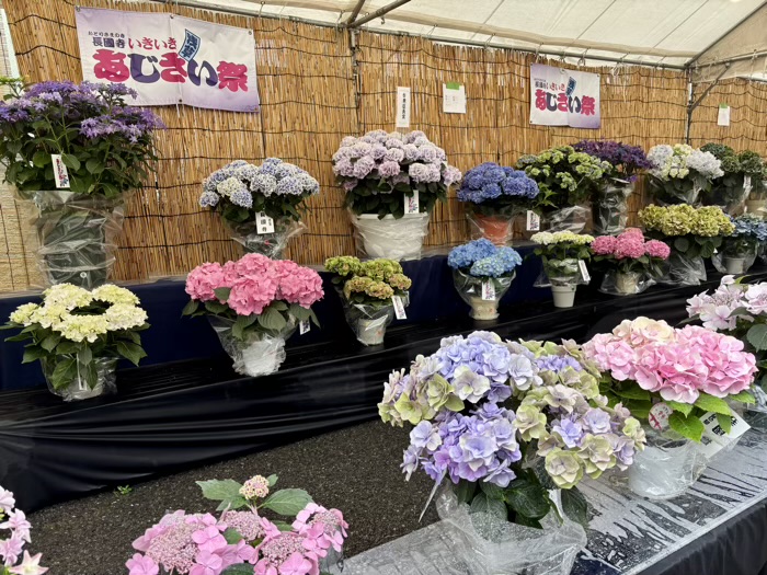台東区　長國寺　いきいきあじさい祭