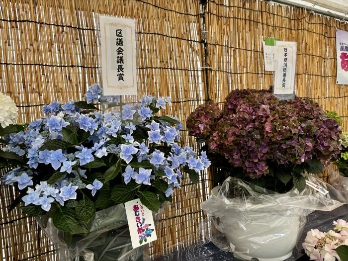 台東区　長國寺　いきいきあじさい祭