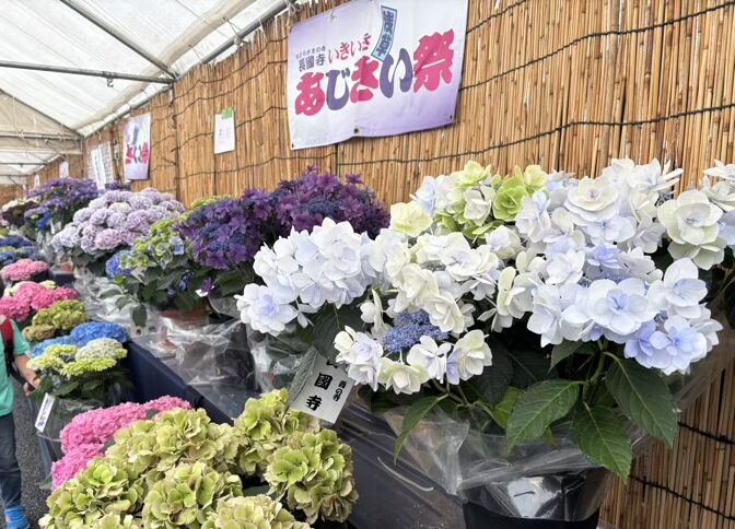 台東区　長國寺　いきいきあじさい祭