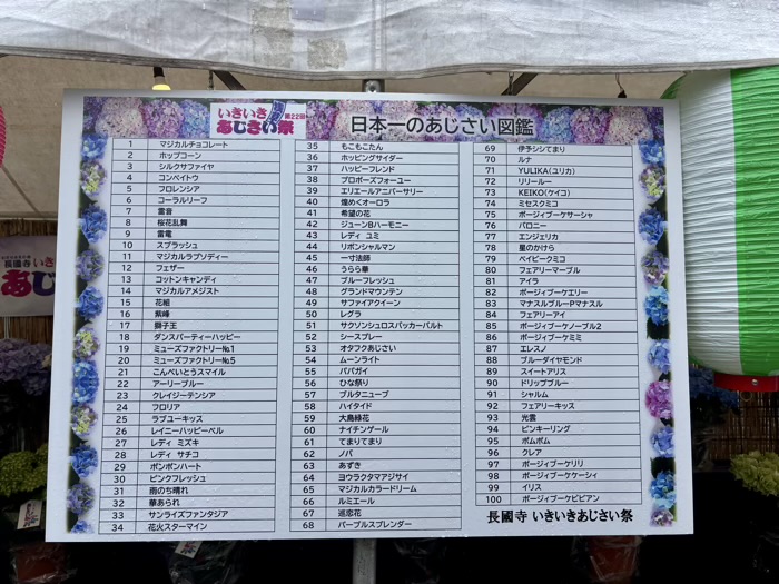 台東区　長國寺　いきいきあじさい祭