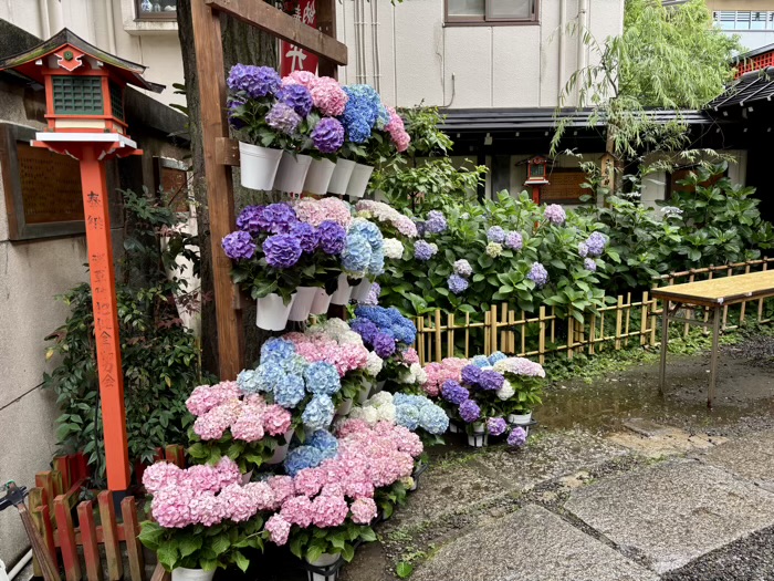 浅草　吉原神社　いきいきあじさい祭
