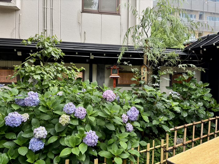 浅草　吉原神社　いきいきあじさい祭