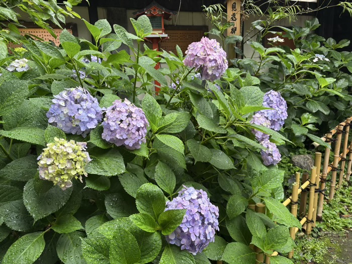 浅草　吉原神社　いきいきあじさい祭