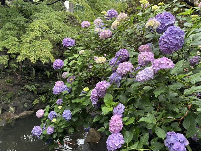 浅草　待乳山聖天 本龍院　庭園　紫陽花