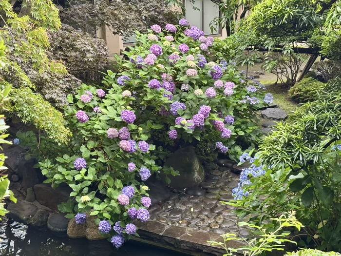 浅草　待乳山聖天 本龍院　庭園　紫陽花