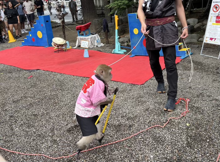 浅草神社　境内　猿回し