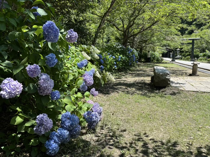 鎌倉　建長寺　あじさい　半僧坊