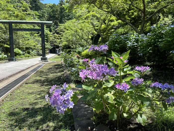 鎌倉　建長寺　あじさい　半僧坊
