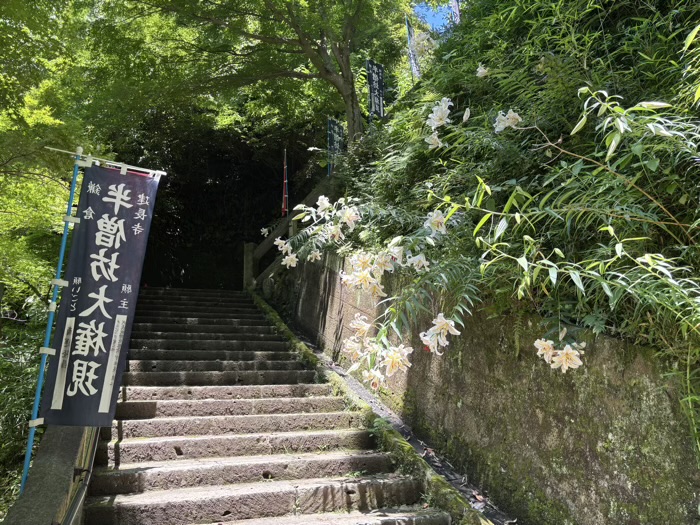 鎌倉　建長寺　ヤマユリ　半僧坊