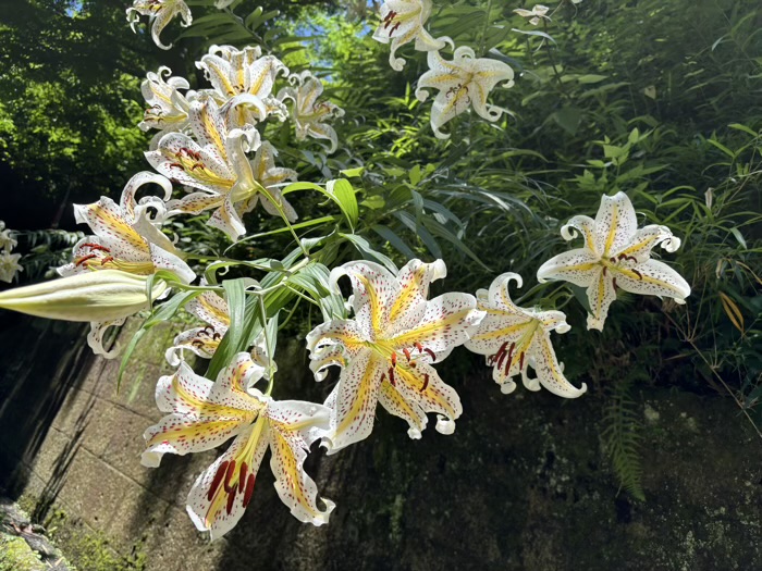 鎌倉　建長寺　ヤマユリ　半僧坊