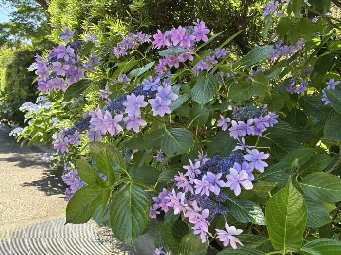 鎌倉　建長寺　あじさい