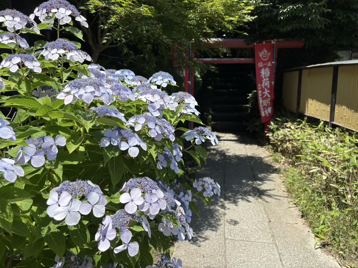 鎌倉　建長寺　あじさい　巨福稲荷大明神