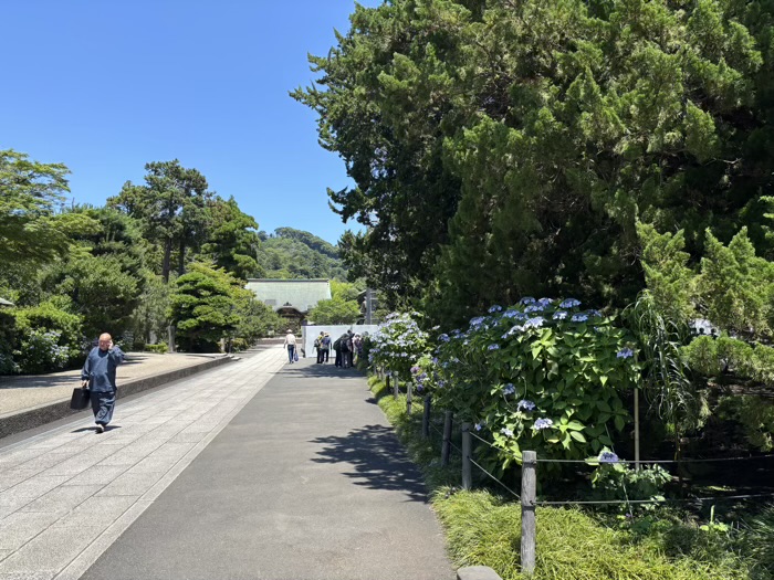 鎌倉　建長寺　あじさい　柏槇の庭