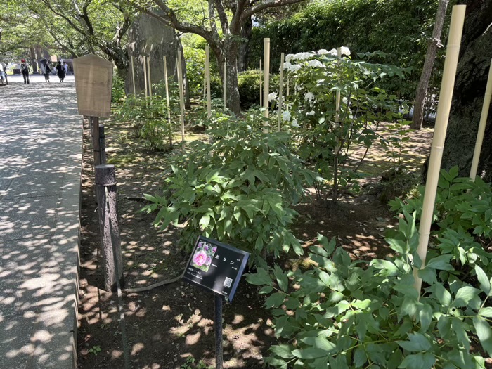 鎌倉　建長寺　あじさい