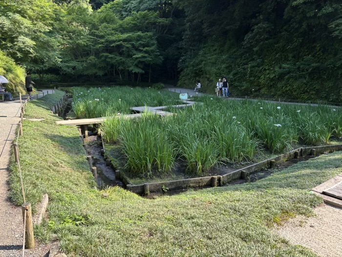 北鎌倉　明月院　花菖蒲