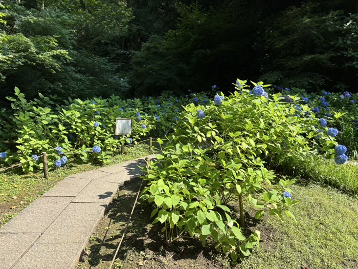 北鎌倉　明月院　紫陽花　本堂後庭園