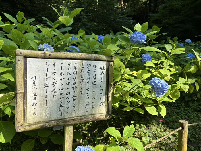 北鎌倉　明月院　紫陽花　本堂後庭園