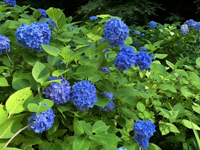 北鎌倉　明月院　紫陽花　本堂後庭園