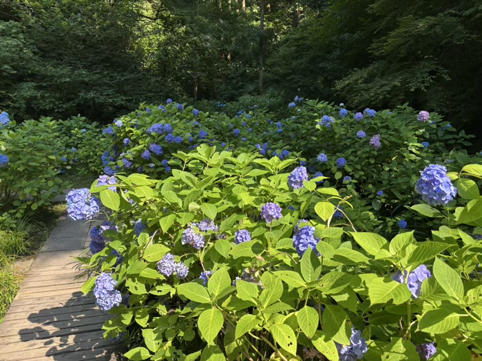 北鎌倉　明月院　紫陽花　本堂後庭園
