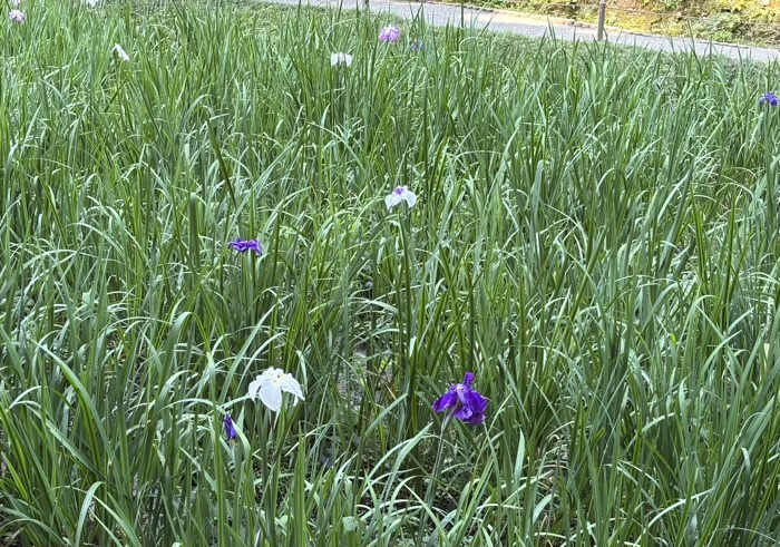 北鎌倉　明月院　花菖蒲
