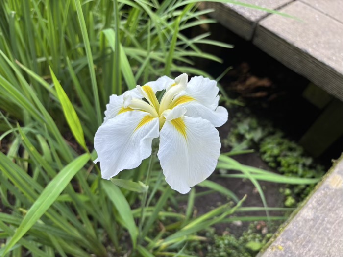 北鎌倉　明月院　花菖蒲