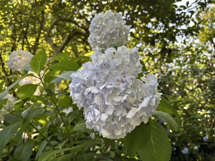 北鎌倉　明月院　紫陽花
