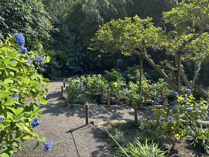 北鎌倉　明月院　紫陽花　中庭園（風の小径）