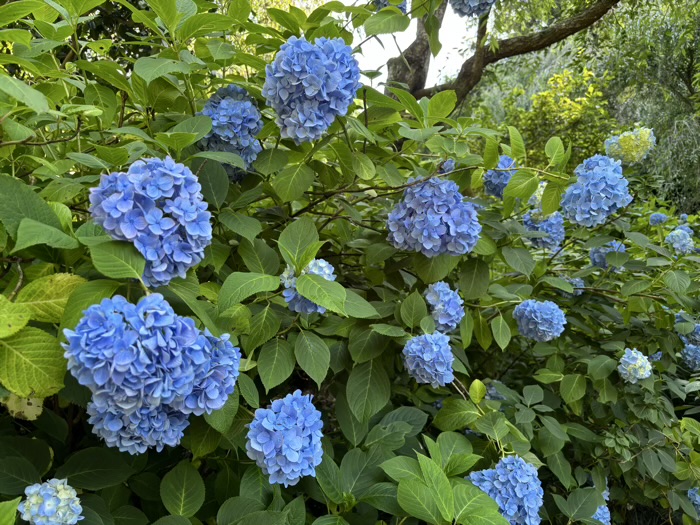 北鎌倉　明月院　紫陽花　中庭園（風の小径）