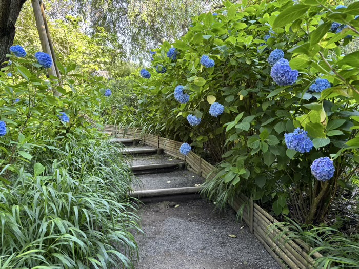 北鎌倉　明月院　紫陽花　中庭園（風の小径）