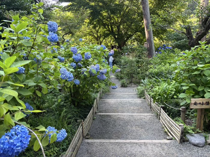 北鎌倉　明月院　紫陽花　中庭園（風の小径）