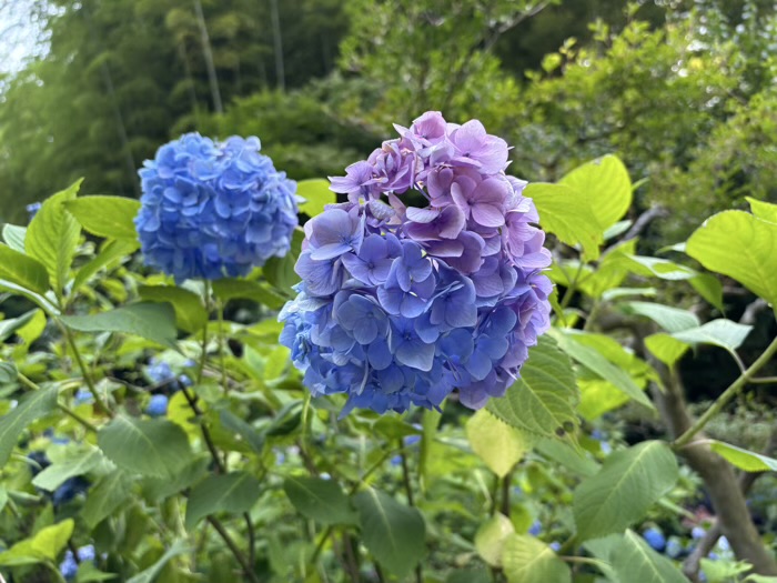 北鎌倉　明月院　紫陽花