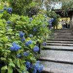 北鎌倉　明月院　紫陽花