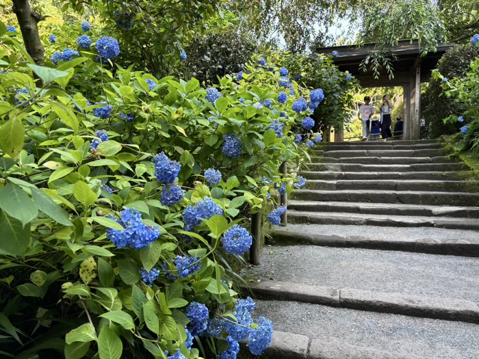 北鎌倉　明月院　紫陽花