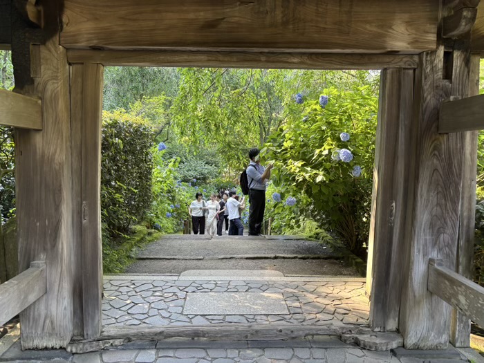北鎌倉　明月院　紫陽花　参道
