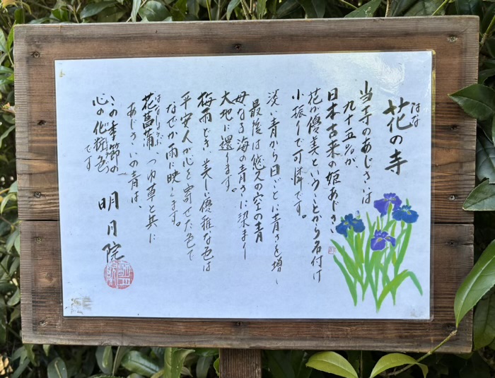 北鎌倉　明月院　紫陽花